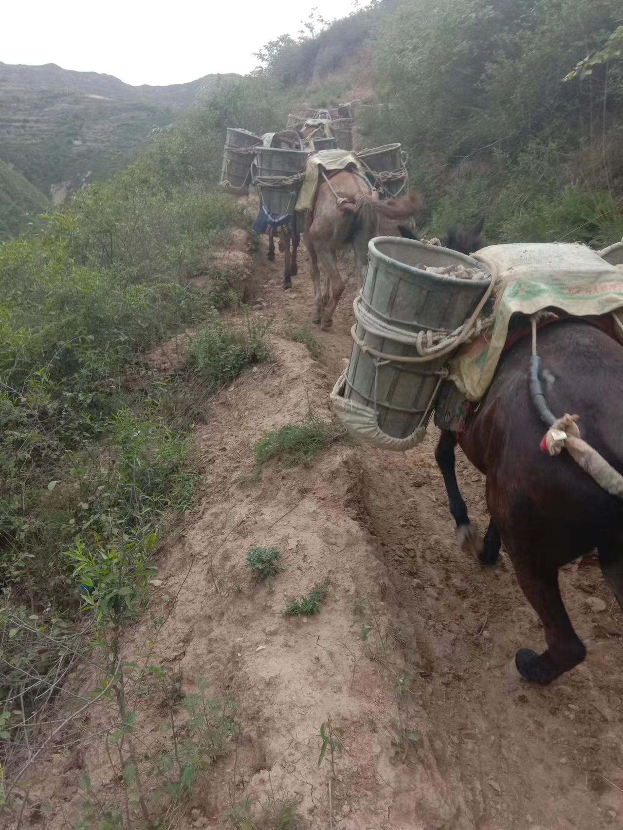 四川骡马运输队哪家好/>
<blockquote class=