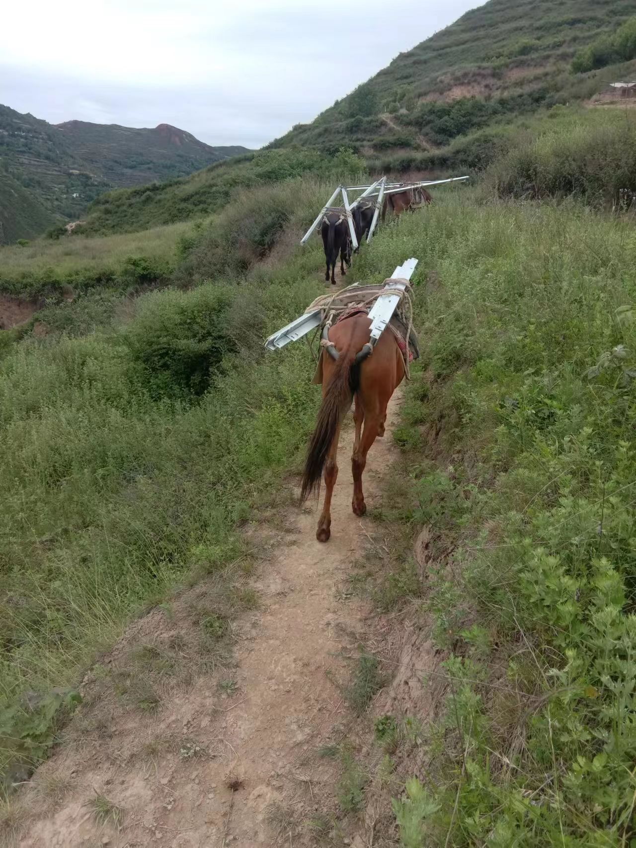 四川骡马运输队